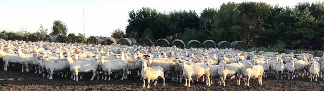 Large flock of Dorper sheep at Crane Creek Farm